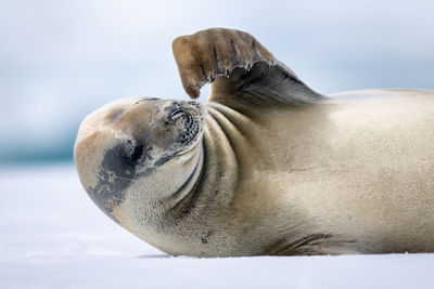 Close-up of crabeater seal scratching using flipper