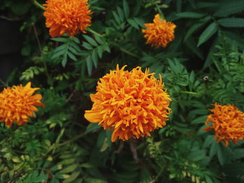 Close-up of yellow flower