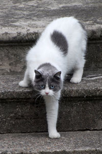 Close-up portrait of cat