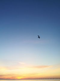Low angle view of bird flying in sky