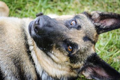 Close-up of dog looking away