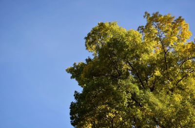 Low angle view of tree against blue sky