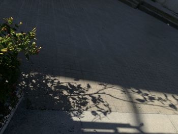 Shadow of plant