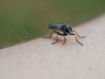 Close-up of insect