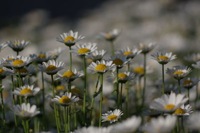 Close-up of white flowers growing on field