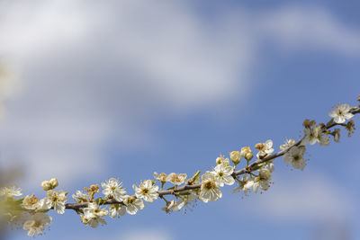 Low angle view of cherry blossoms against sky