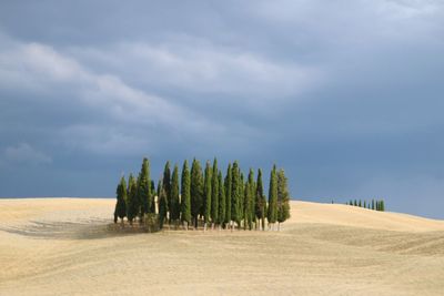 Palm trees on sand dune at beach against sky