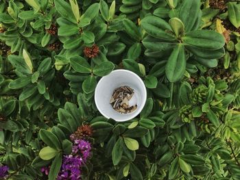 Directly above of sunflower seeds in cup amidst plants