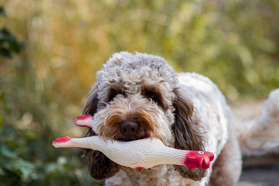 Cockapoo dog playing with toy