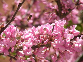 Close-up of bee pollinating on pink flower