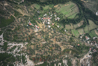 High angle view of plants growing on field