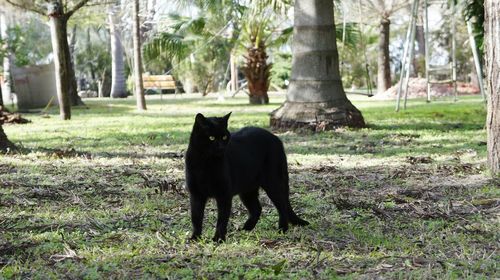 Dog walking on grassy field