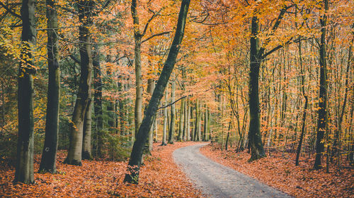 Trees in forest during autumn