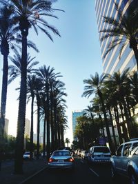 Palm trees in city