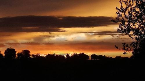 Silhouette of trees at sunset