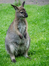 Close up of kangaroo