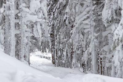 Scenic view of snow covered land