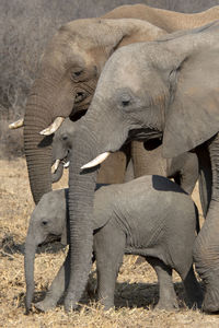 View of elephant
