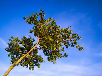 Low angle view of tree against blue sky