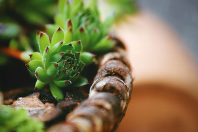 Close-up of berries on plant