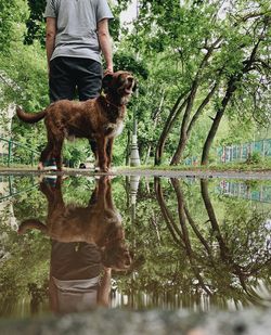 Man with a dog reflection 