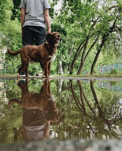Full length of a dog in the lake