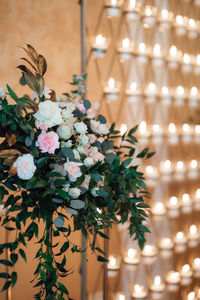 Close-up of illuminated flowering plant against wall