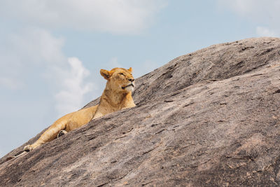 Lioness on a rock