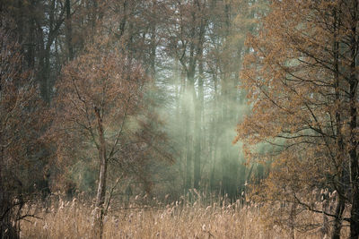 Trees in forest during foggy weather