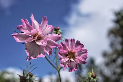 Close-up of pink flower against blurred background