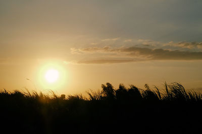 Silhouette trees on field against sky at sunset