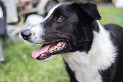 Close-up of black dog