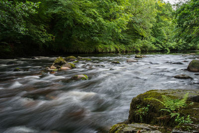 Stream flowing in forest