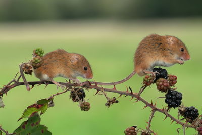 European harvest mice feeding on blackberries