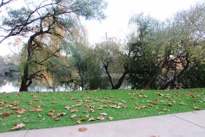 Scenic view of grassy field