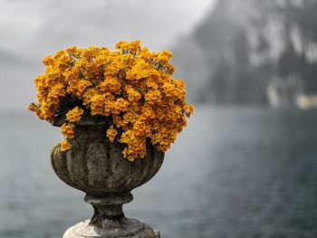 Close-up of yellow flowering plant against water