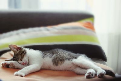 Close-up of cat sleeping