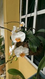 Close-up of white flowers blooming outdoors