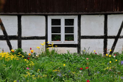 Flowers growing on window