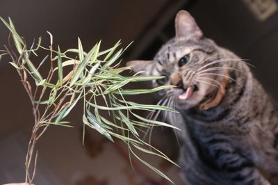 Close-up of tabby cat on plant