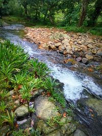 Stream flowing through rocks in forest