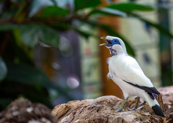 Close-up of bird perching on tree