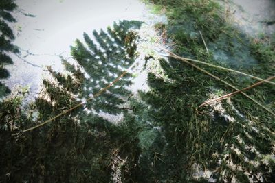 Close-up of spider web on plants in forest