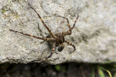 Close-up of spider