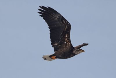 Low angle view of eagle flying against clear sky