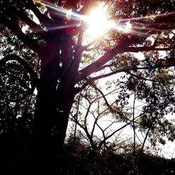 Low angle view of silhouette trees in forest against sky