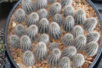 High angle view of succulent plant