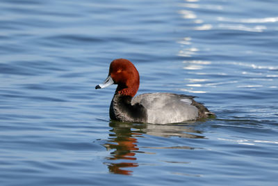 Duck swimming in lake