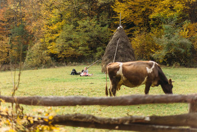 Little girl tending cow on pasture. green field in autumn forest