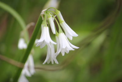 Close-up of white flower blooming outdoors